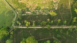 航拍田野间整齐的树木