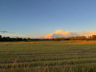 夕阳下的广袤麦田