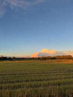 夕阳下的广袤田野