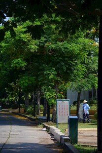 林荫下的静谧校园小道