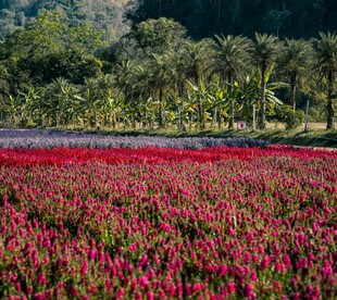 绚烂花海 自然绚丽风光