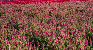 绚烂花海 绽放迷人色彩