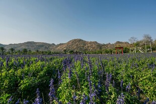 紫色花田 远山蓝天美景