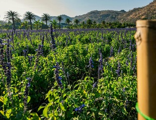 田园葡萄种植景观