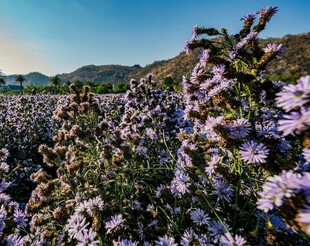 山间紫花盛放美景
