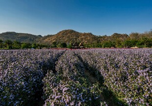 紫色花田 远山蓝天美景