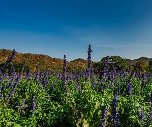 紫色花海与远处山峦美景