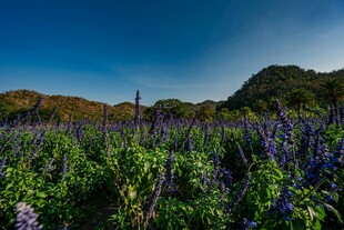 紫色花海 自然美丽风光