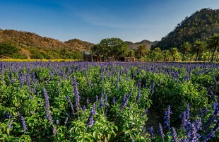 紫色花海与远山美景