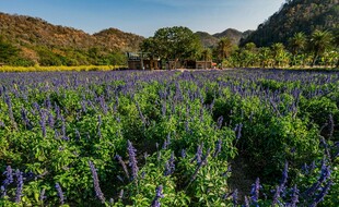 紫色薰衣草花田美丽风光