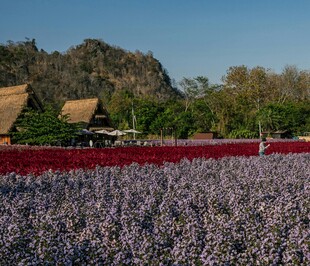 紫色花海与古朴建筑相映