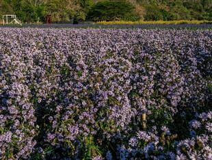 紫色花海绽放田园风光