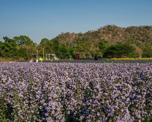 紫色花田美景