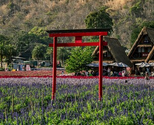 田野中的红色 居景观