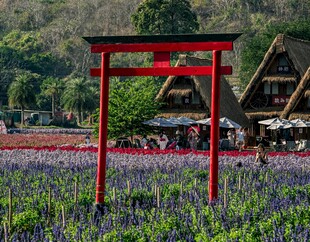 日本花田中红色 居