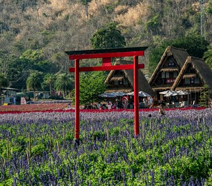 田野中的红色 居与木屋
