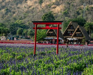 田野中的红色 居景观