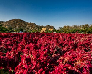 红枫林美景 色彩绚烂夺目