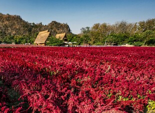 红草花海美景如画