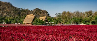 红花朵朵间的小屋美景
