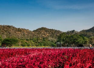 花海烂漫 山间绚丽景致