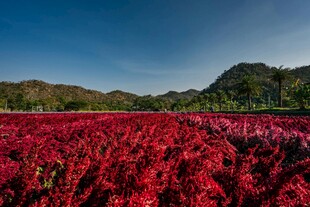 红苋花海 自然绚丽之景