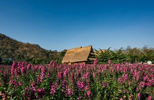 花海中的小屋