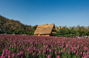 花海中的古朴小屋