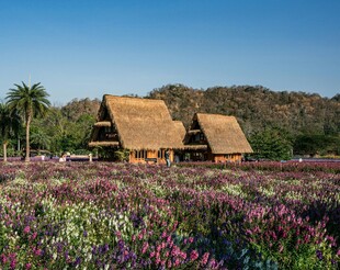 花海中的质朴草顶小屋