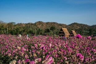 浪漫花海中的小屋