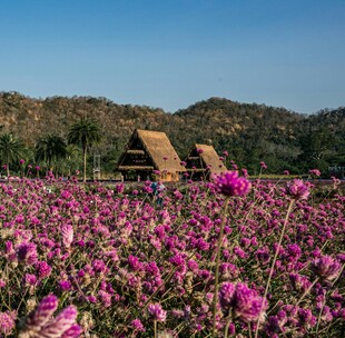 花海中的古朴小屋