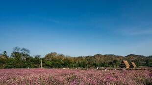 浪漫花海 自然田园风光
