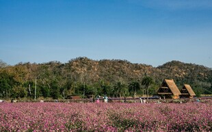 粉黛花海中的田园小屋