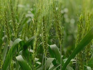 翠绿玉米田 生机盎然