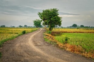 乡间蜿蜒小路旁绿树农田