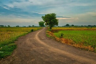 乡间土路旁的孤独绿树