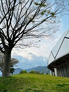 草地旁的树与现代建筑