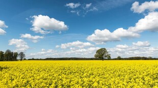 金黄灿烂的向日葵花田