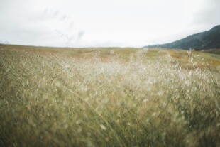 广袤绿野中的自然景致