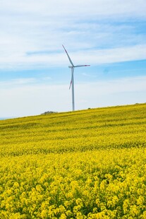 油菜花海中的风力发电机