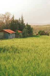 田野边的小屋与葱郁麦田