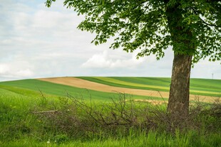 田野旁的绿树风景