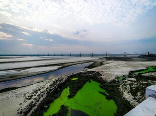 湿地风光 绿意盎然的自然景