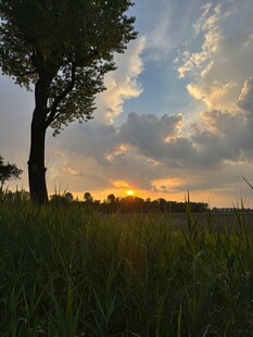 夕阳下的草地与树木