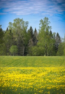 春日黄花绿地森林美景