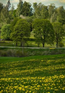 春日黄花绿地与树林景观
