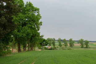 绿意盎然的田野风光
