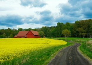 田园风光中的红屋与花田