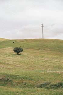 草原孤树 静谧旷野风光