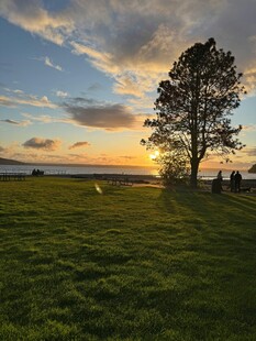 夕阳下的草地与孤树